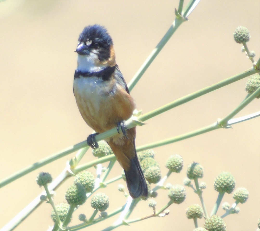 Rusty-collared Seedeater - ML644238397