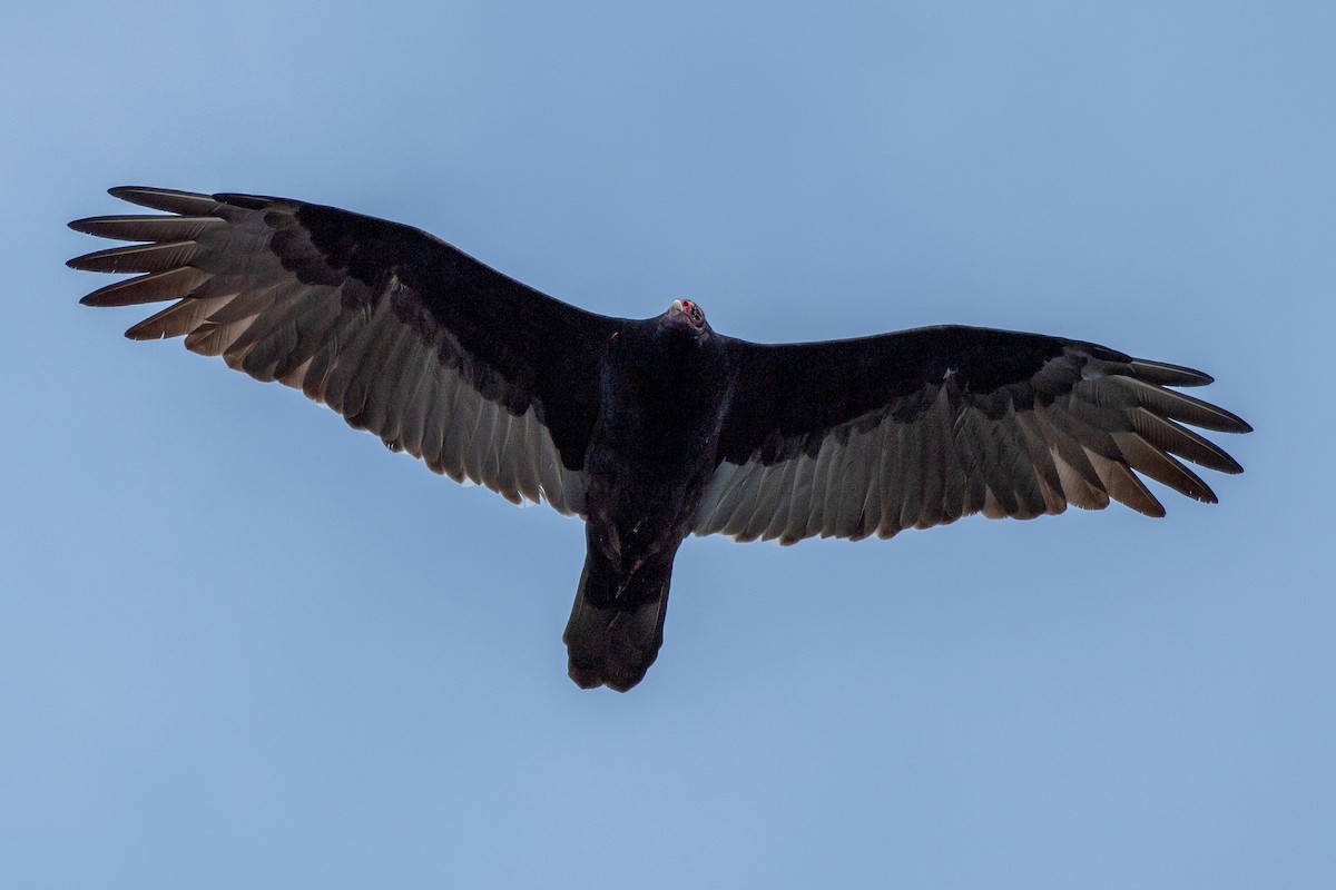 Turkey Vulture - ML644238400