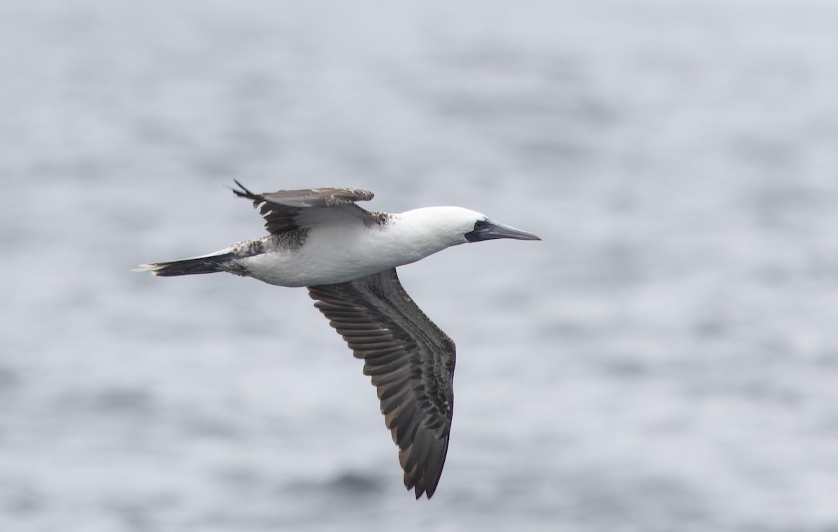 Fou varié - ML644238401