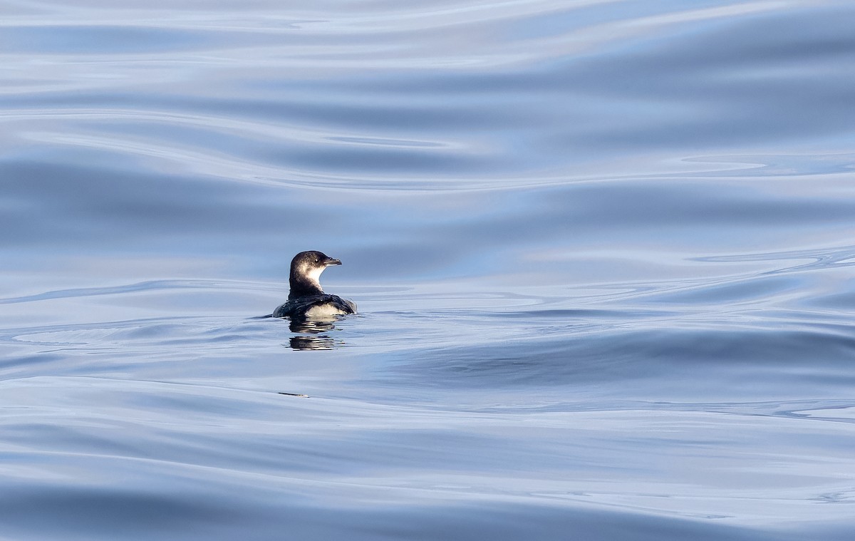 Peruvian Diving-Petrel - ML644238413