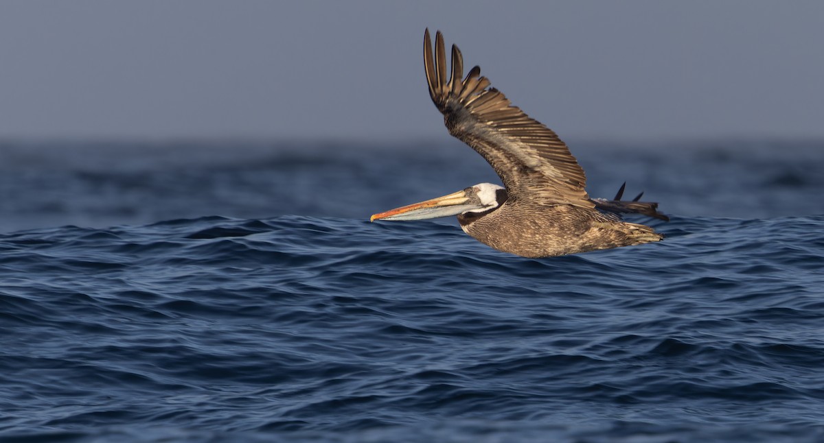 Peru Pelikanı - ML644238419