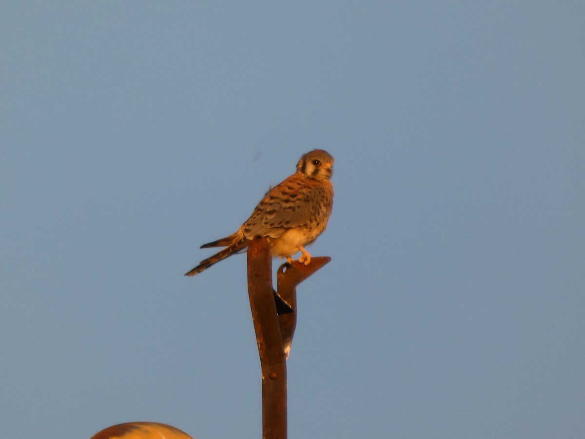 American Kestrel - ML644238422