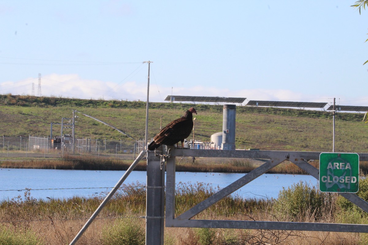 Turkey Vulture - ML644238425