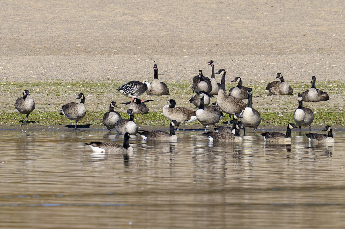 Белый гусь - ML644238430
