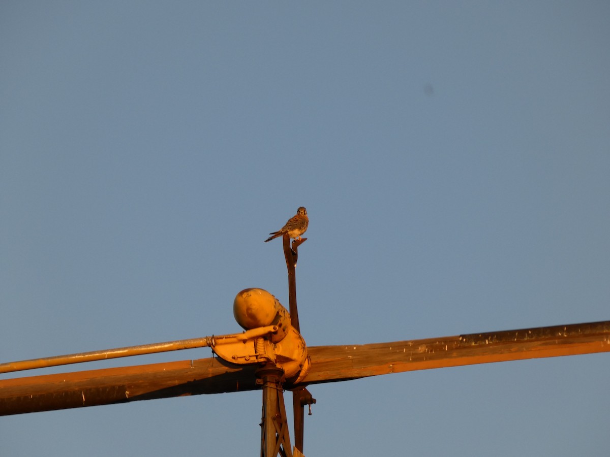 American Kestrel - ML644238436