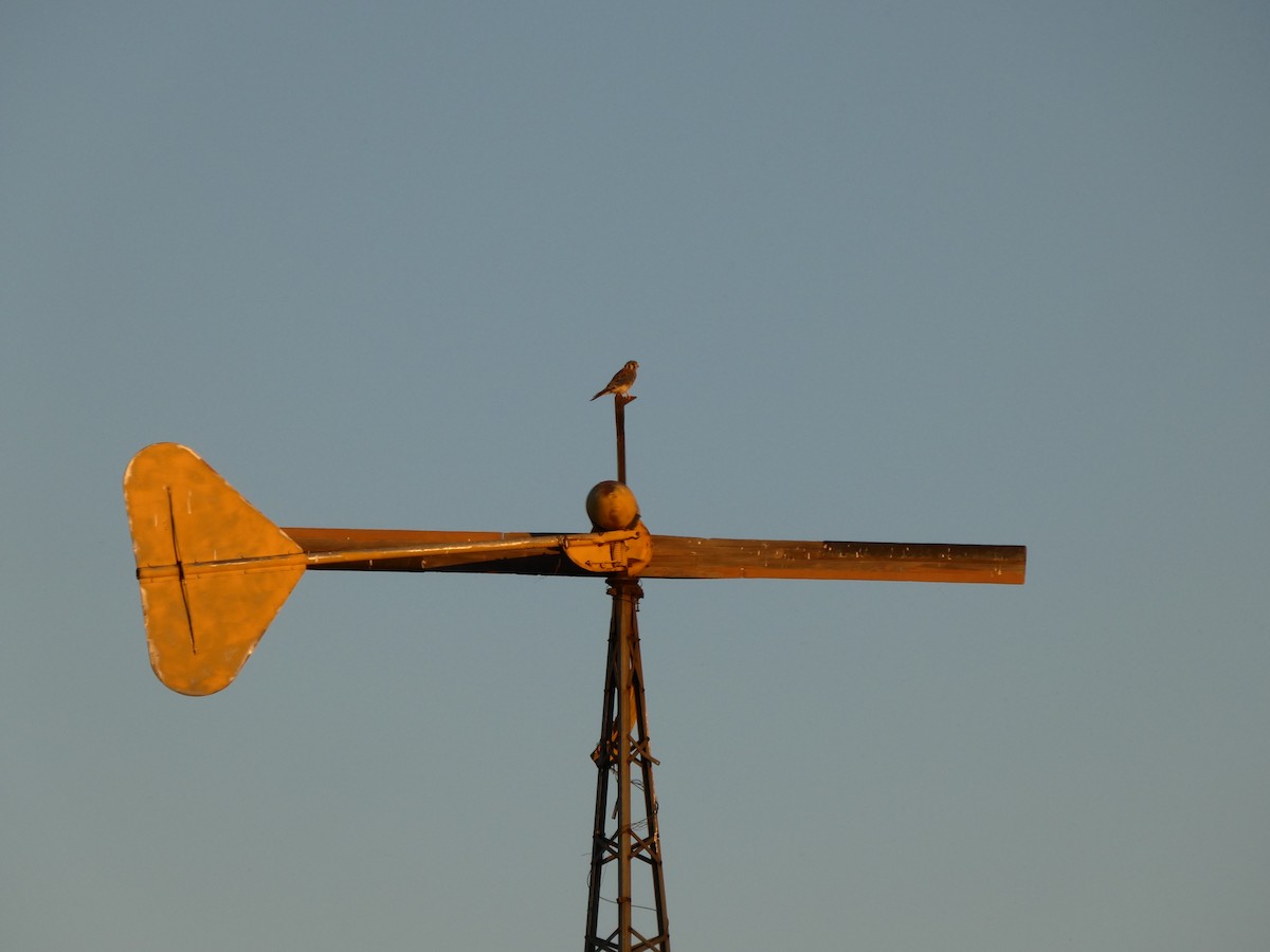 American Kestrel - ML644238444