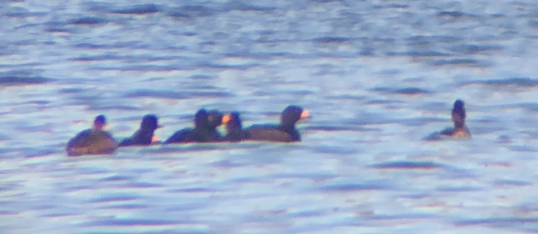 Black Scoter - ML644238445