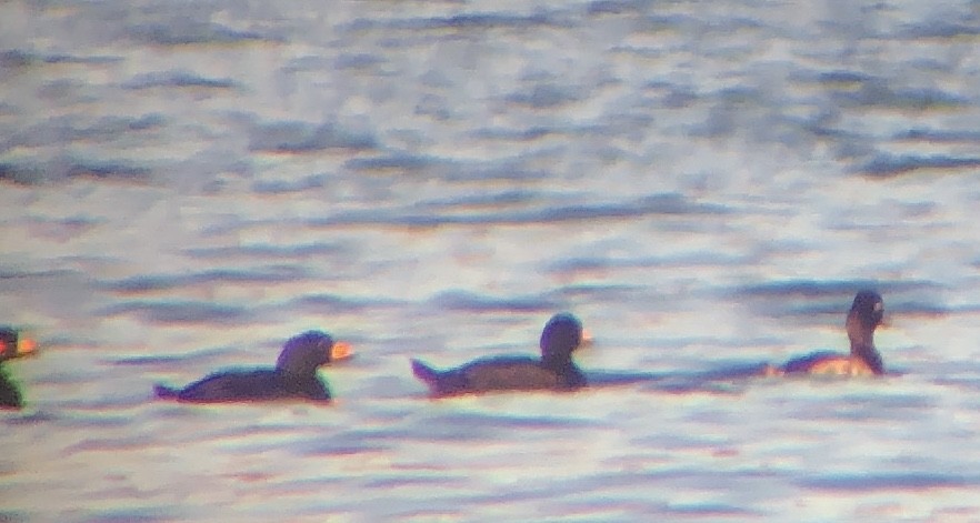 Black Scoter - ML644238446