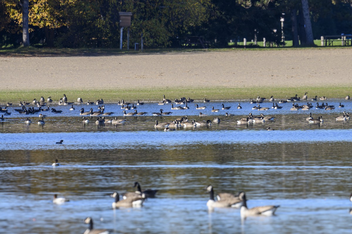 Кольчатая чернеть - ML644238453