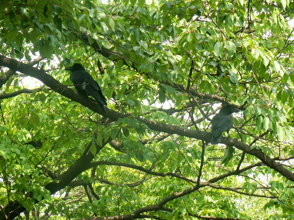 Ворона великодзьоба [група macrorhynchos] - ML644238483
