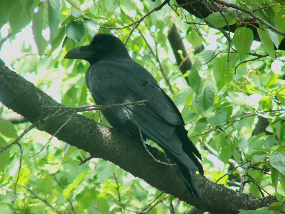 Ворона великодзьоба [група macrorhynchos] - ML644238484
