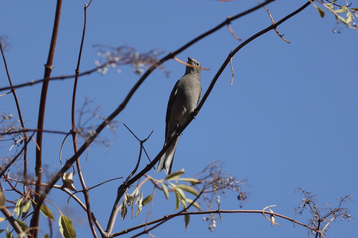 Townsend's Solitaire - ML644238492