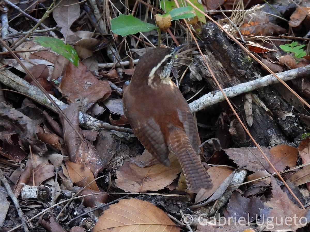 Carolina Wren - ML644238495