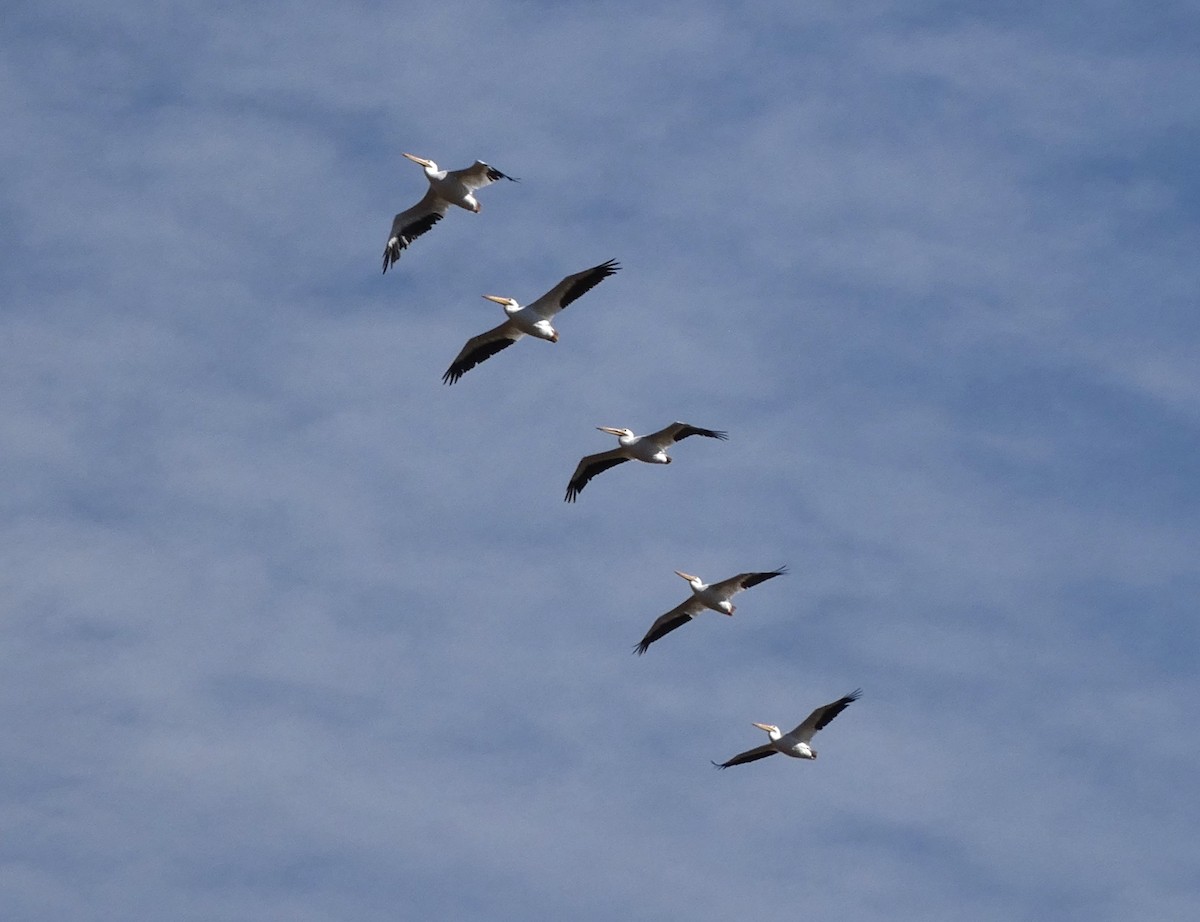 American White Pelican - ML644238500