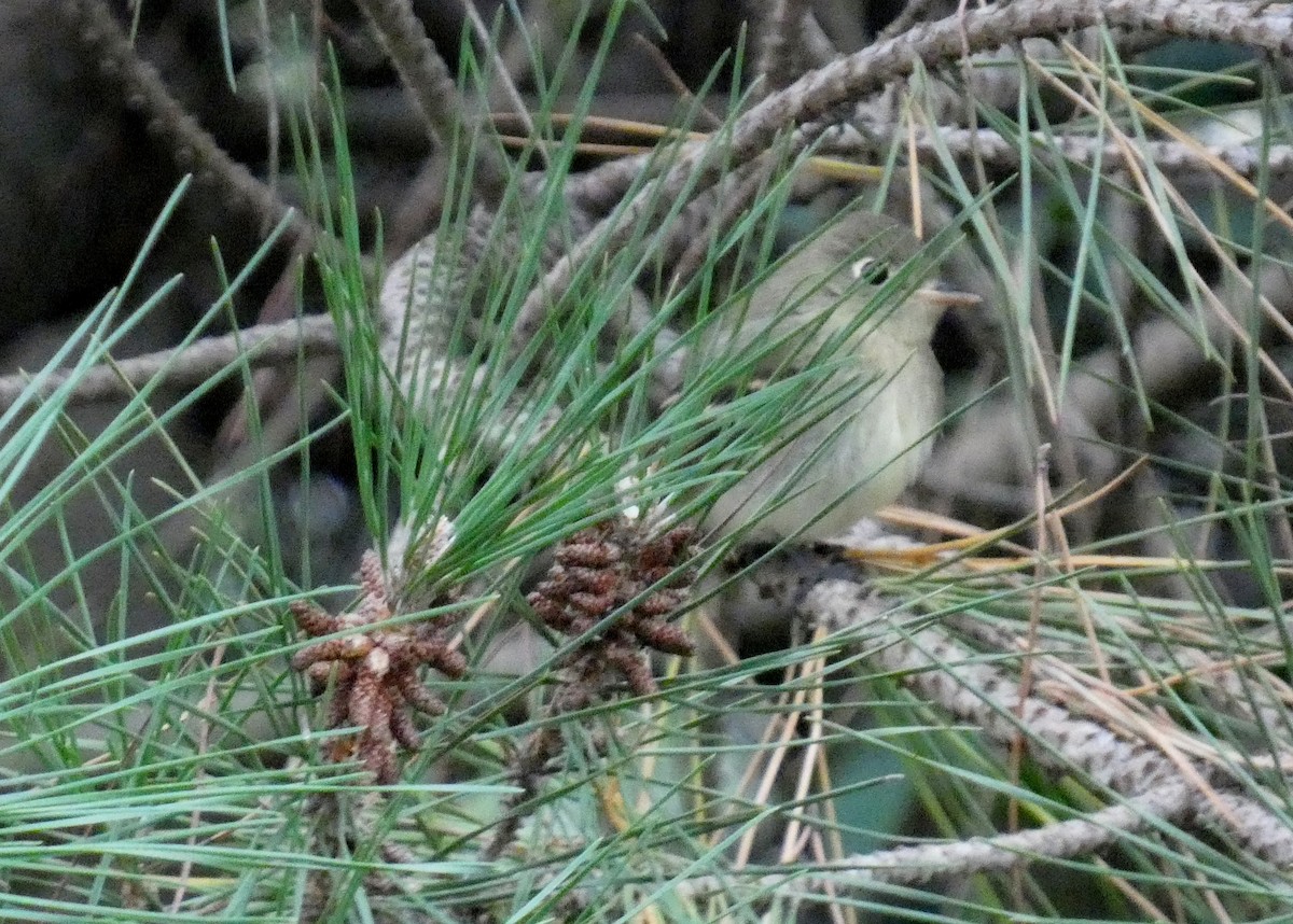 Western Flycatcher (Pacific-slope) - ML644238503