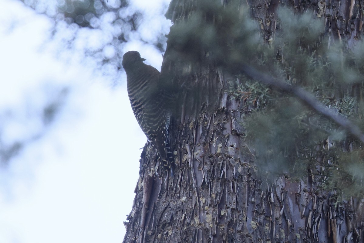 Williamson's Sapsucker - ML644238505