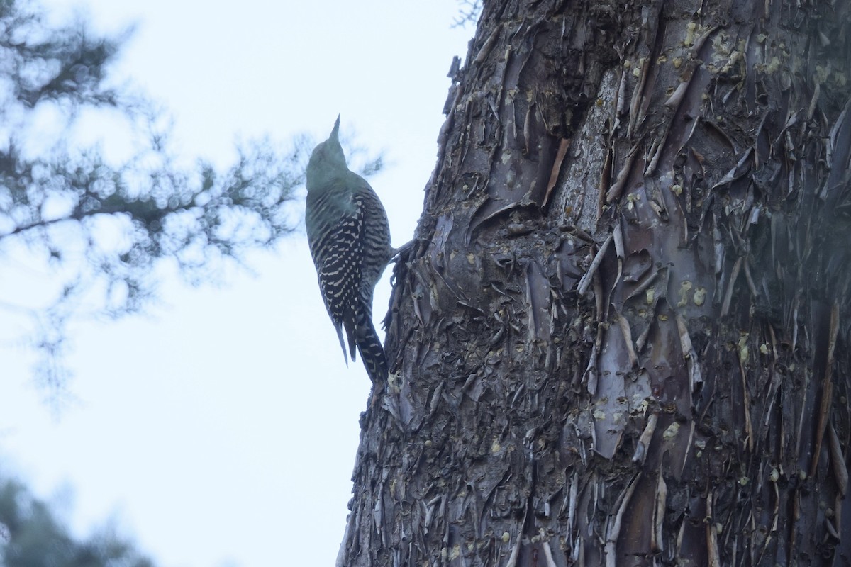 Williamson's Sapsucker - ML644238506
