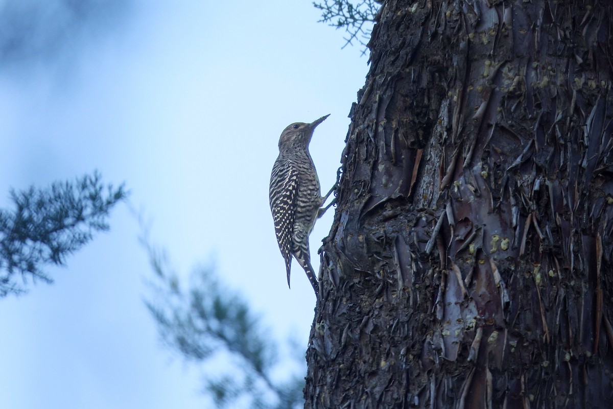 Williamson's Sapsucker - ML644238507