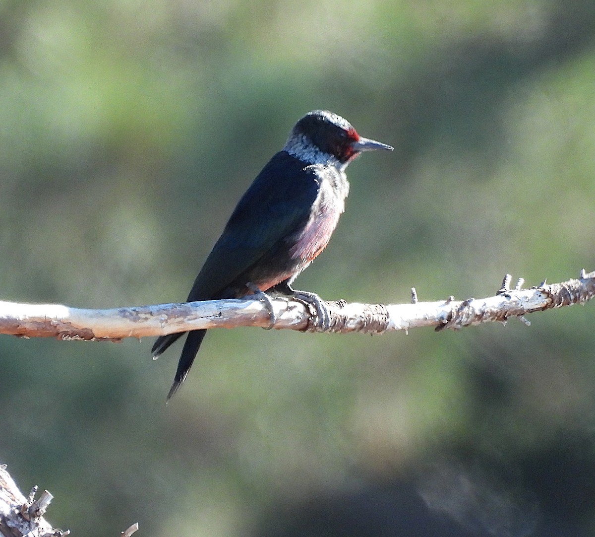 Lewis's Woodpecker - ML644238531