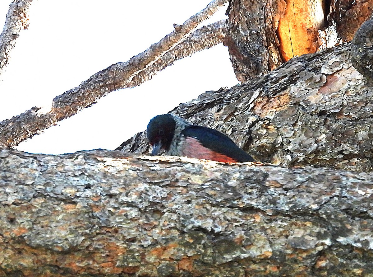 Lewis's Woodpecker - ML644238533