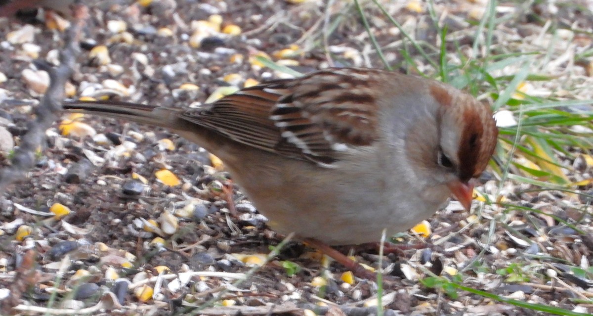 White-crowned Sparrow - ML644238539