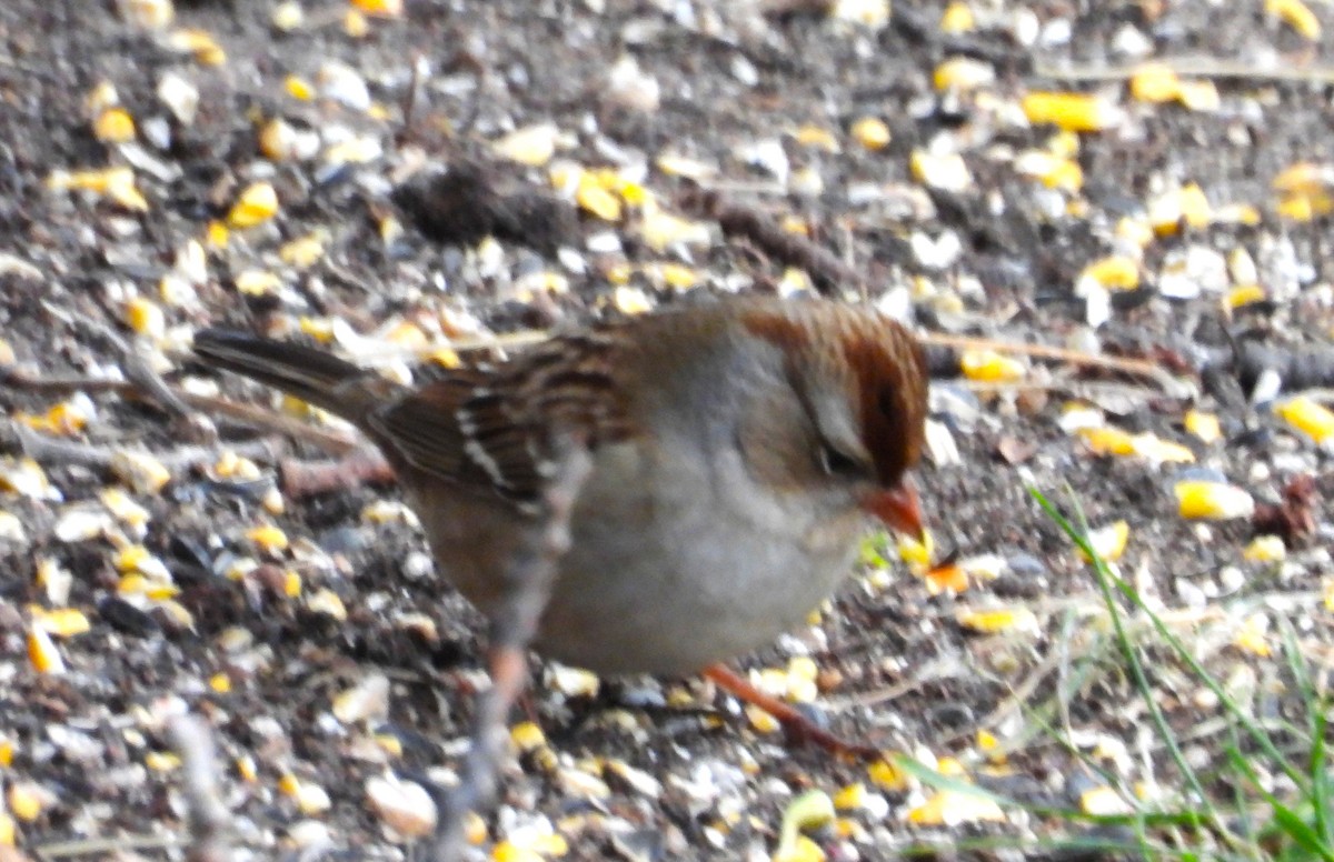 White-crowned Sparrow - ML644238540