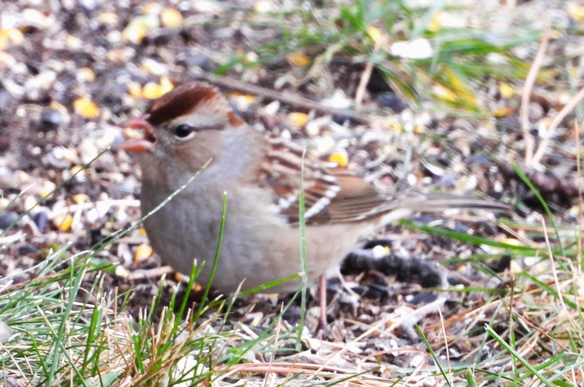 White-crowned Sparrow - ML644238550