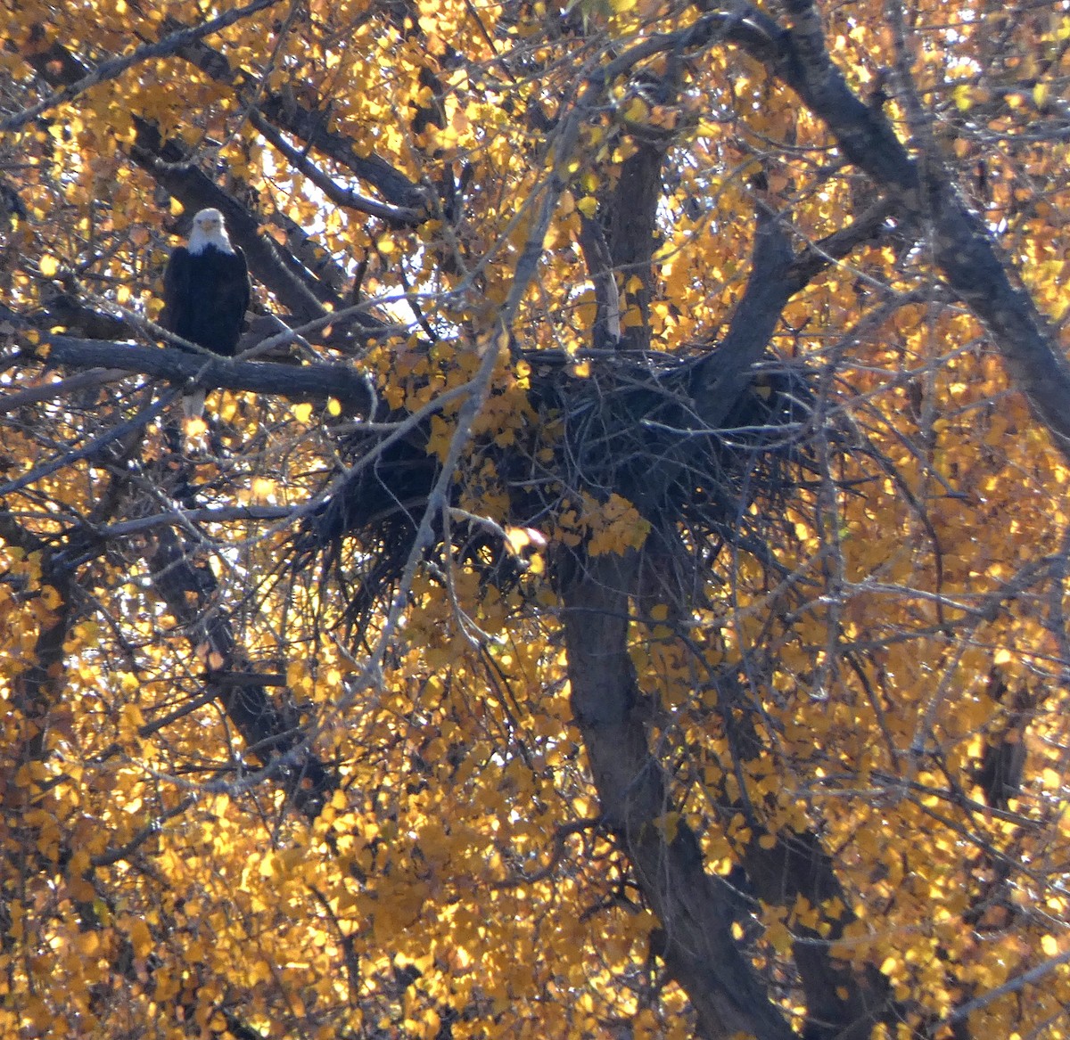 Bald Eagle - ML644238559