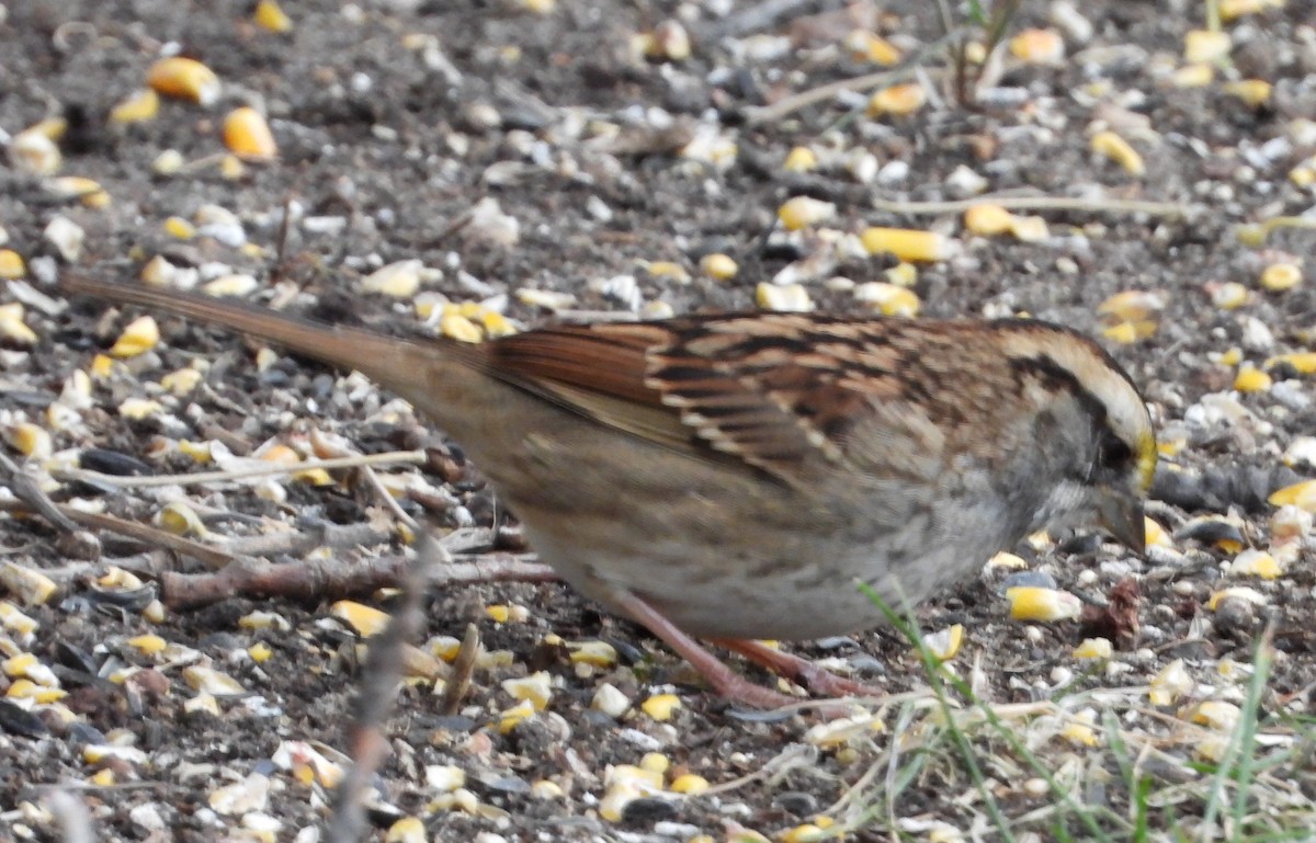 White-throated Sparrow - ML644238565