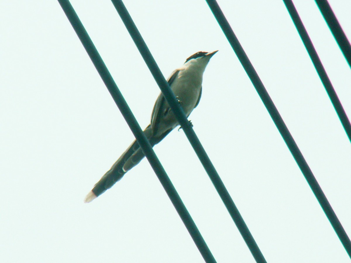 Mavi Saksağan (japonica) - ML644238572