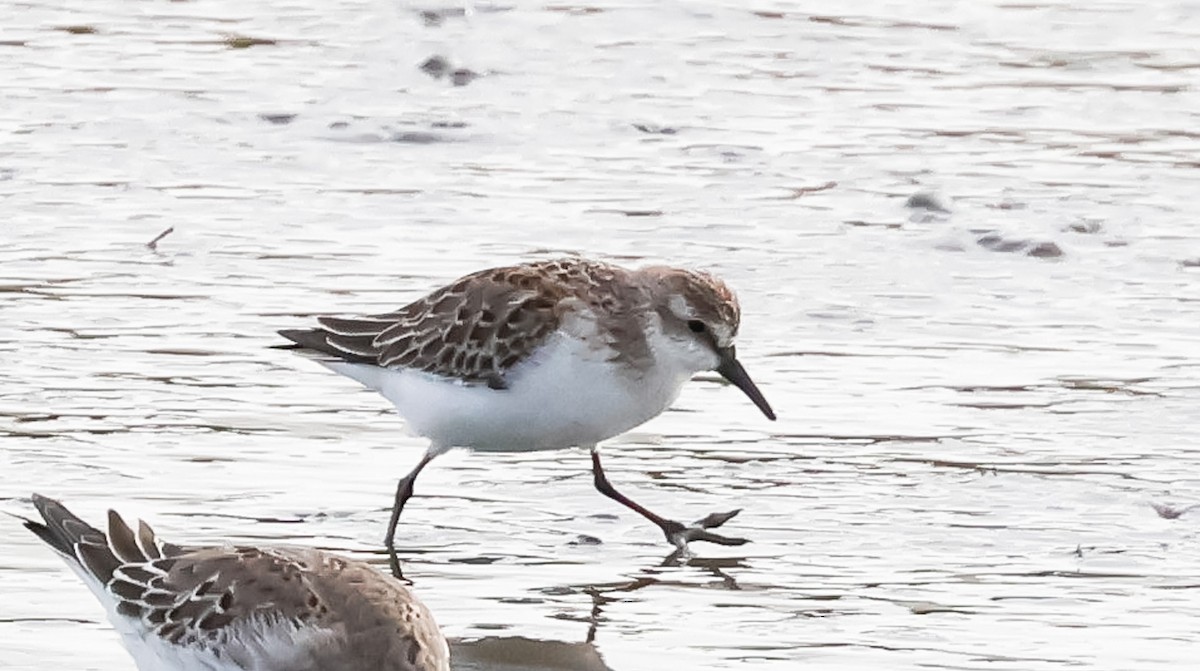 Semipalmated Sandpiper - ML644238573