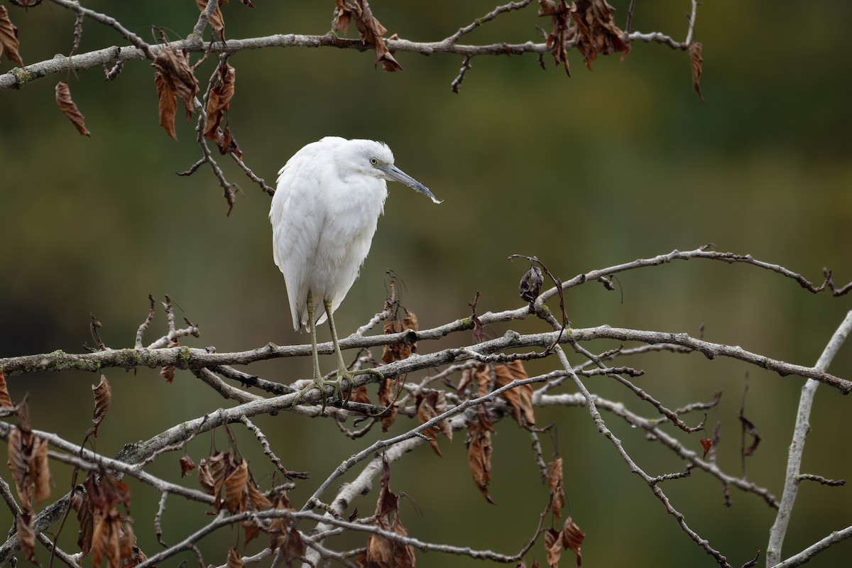 Little Blue Heron - ML644238584
