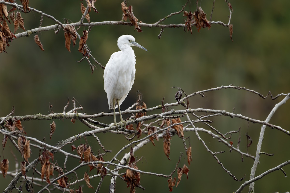 Little Blue Heron - ML644238585