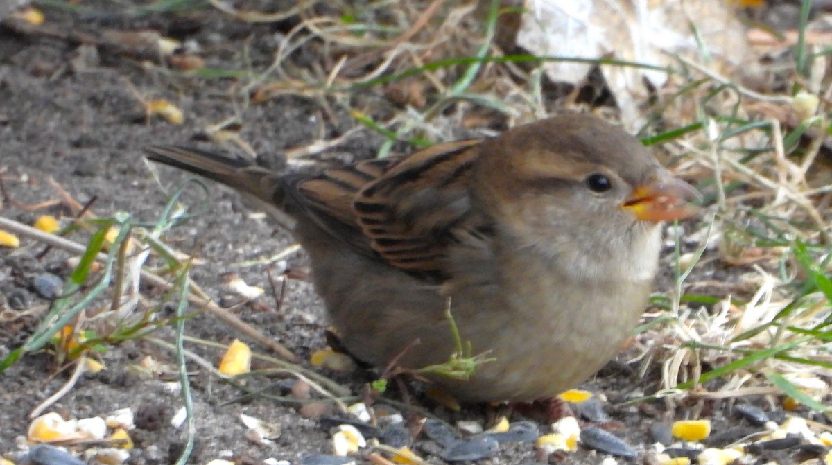 House Sparrow - ML644238610