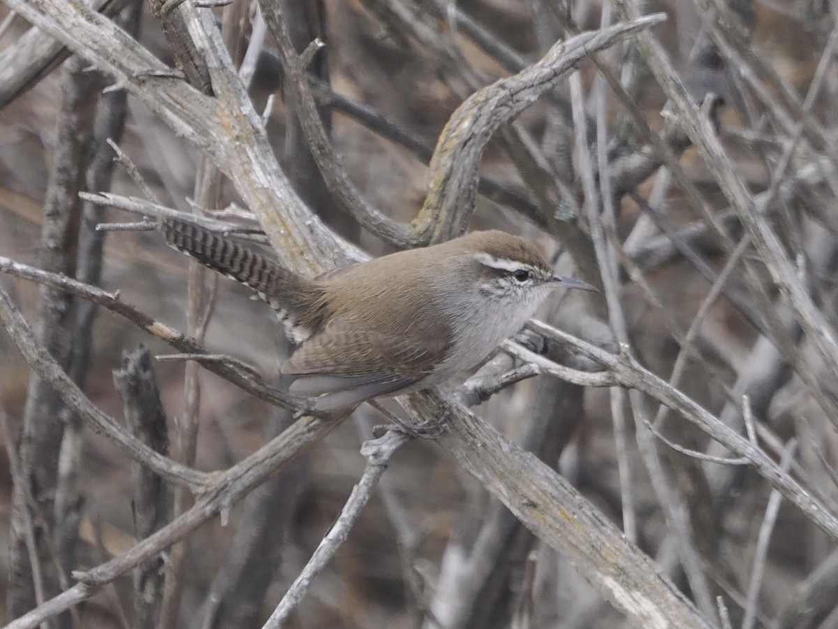 Підбуреник - ML644238612