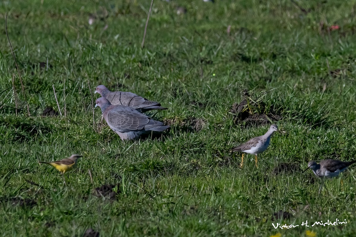Pikazuro Güvercini - ML644238618