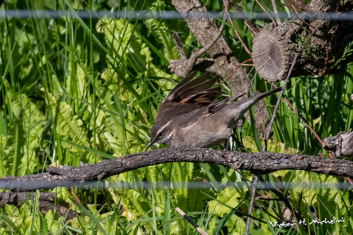Buff-winged Cinclodes - ML644238630