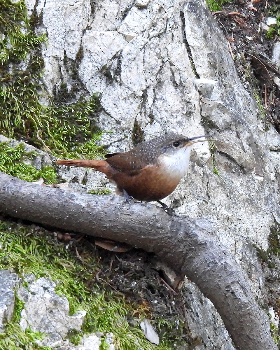 Canyon Wren - ML644238635