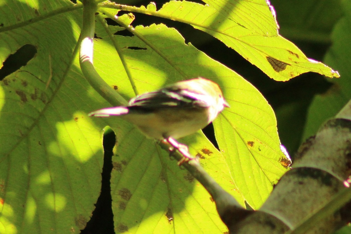 Bay-breasted Warbler - ML644238637