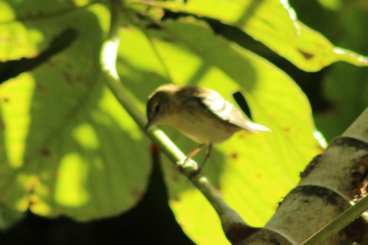 Bay-breasted Warbler - ML644238638