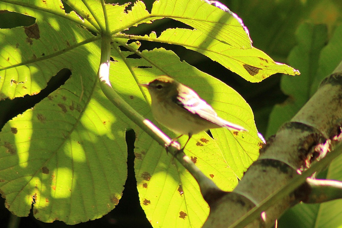 Bay-breasted Warbler - ML644238639