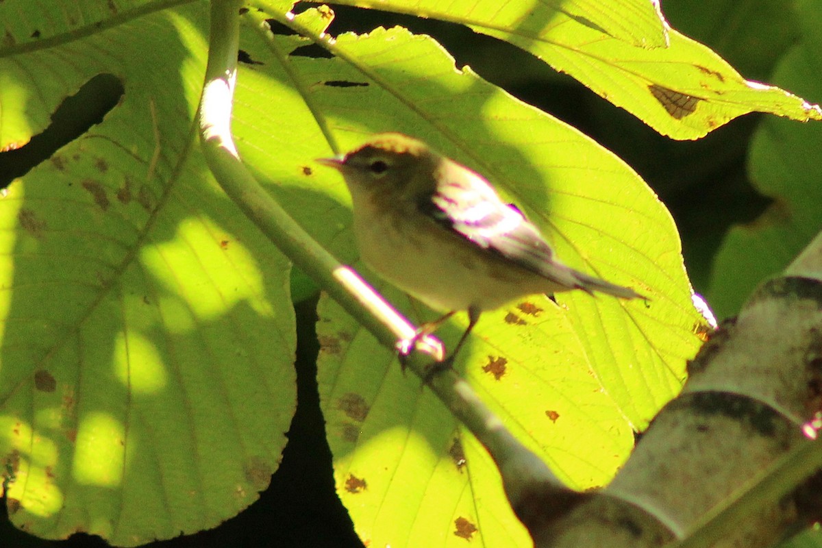Bay-breasted Warbler - ML644238640