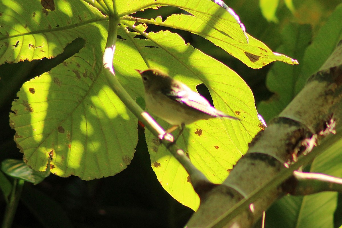 Bay-breasted Warbler - ML644238641
