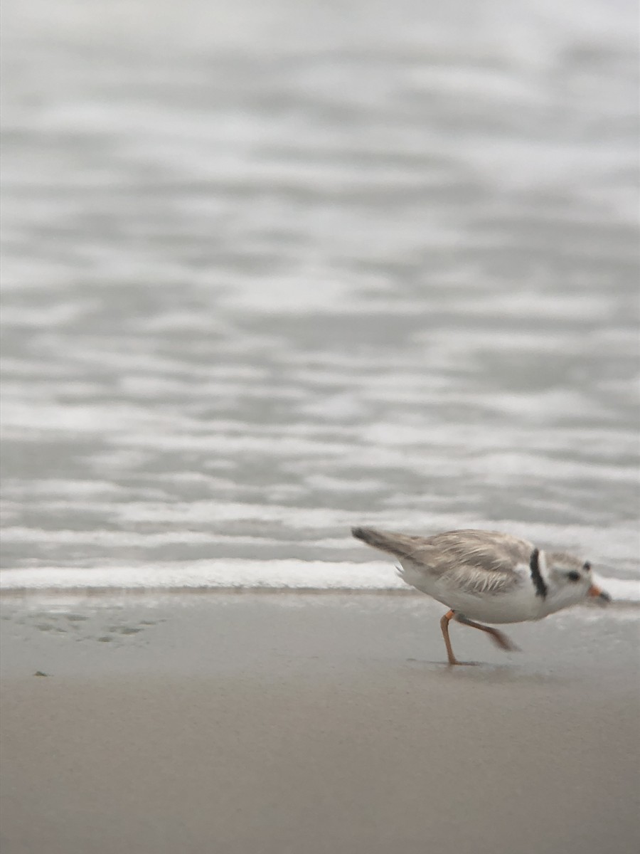 Piping Plover - ML644238644
