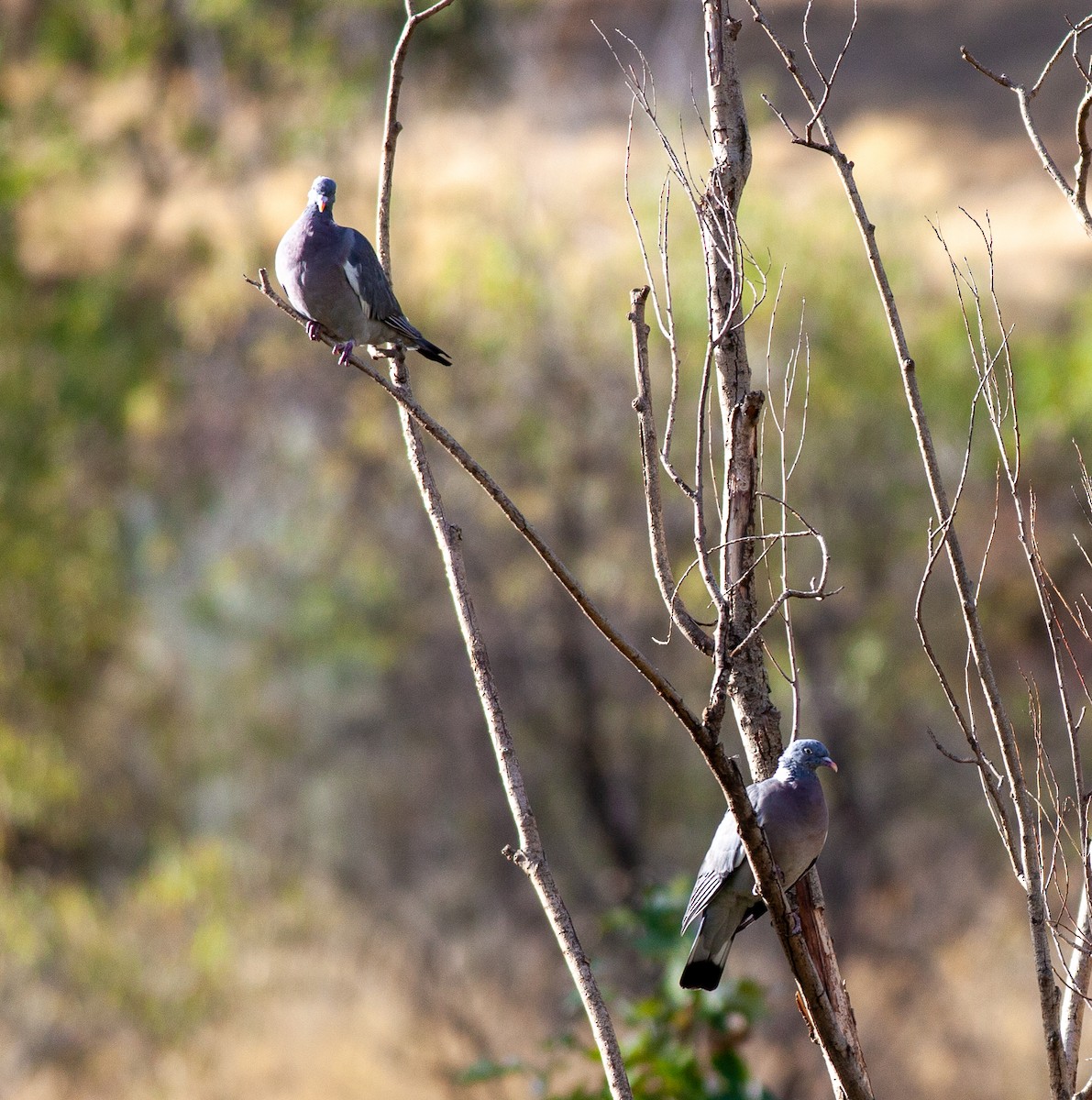 Tahtalı - ML644238648