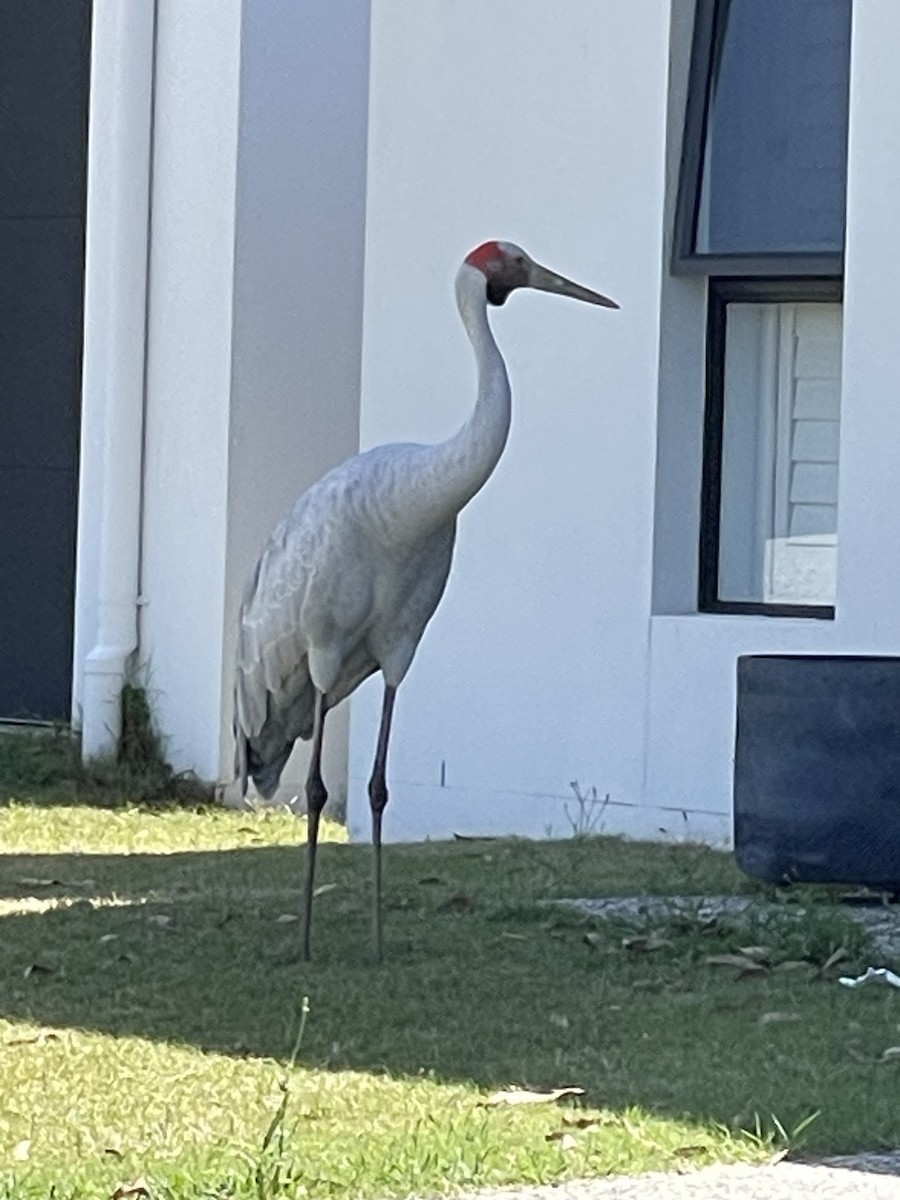 Brolga - ML644238650