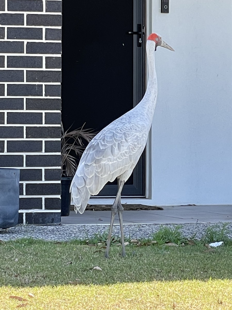 Brolga - ML644238651