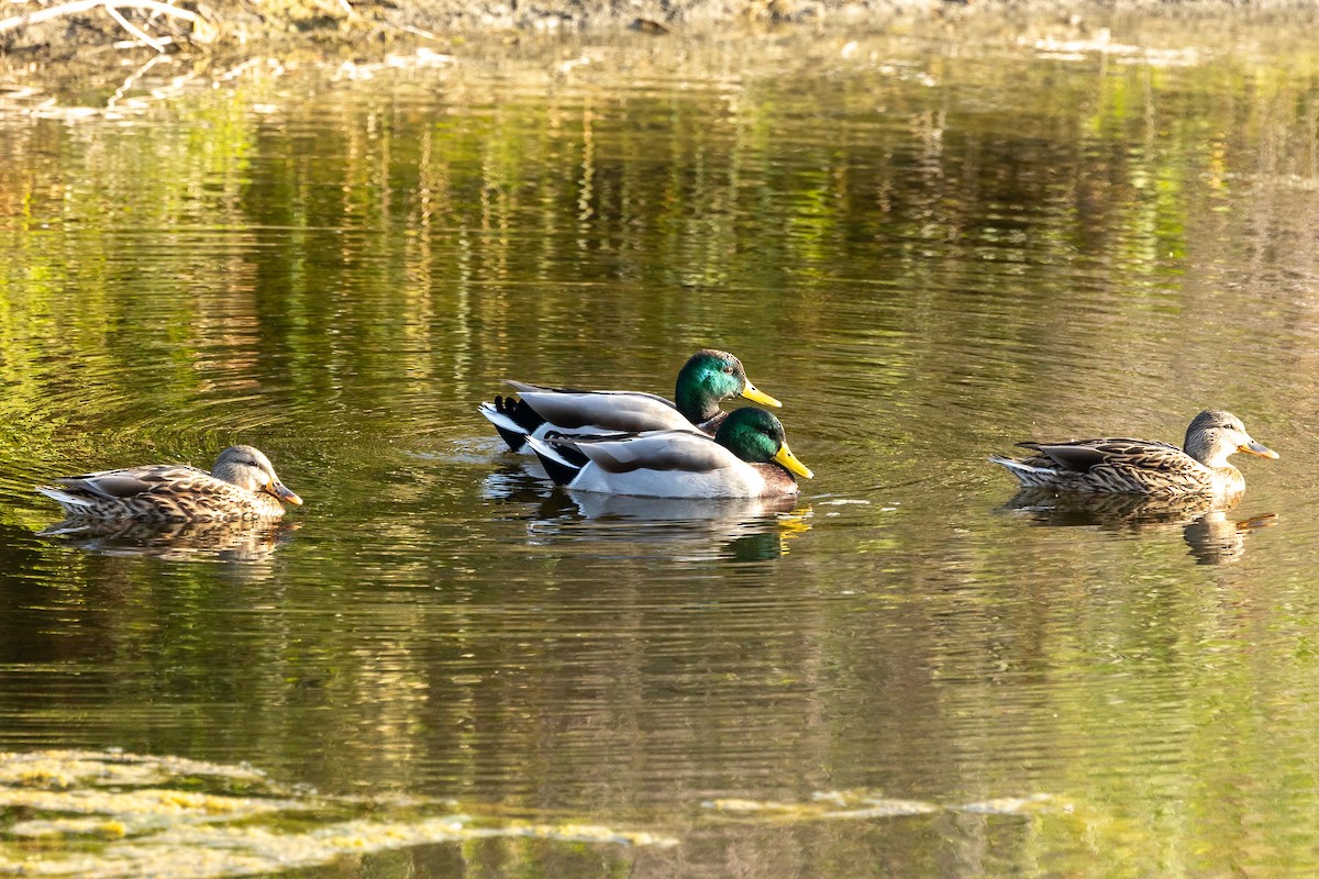 Canard colvert - ML644238665