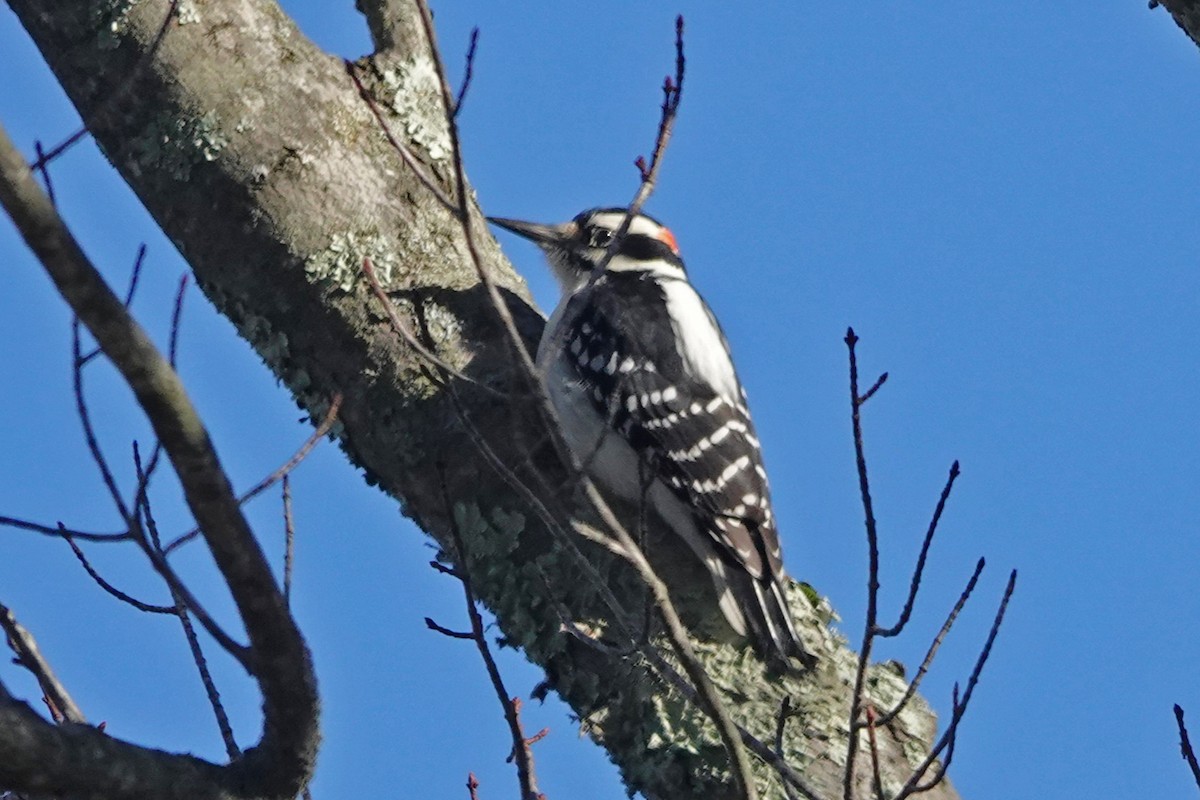 Haarspecht [villosus-Gruppe] - ML644238667