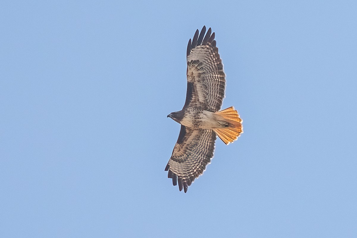 Buse à queue rousse - ML644238675